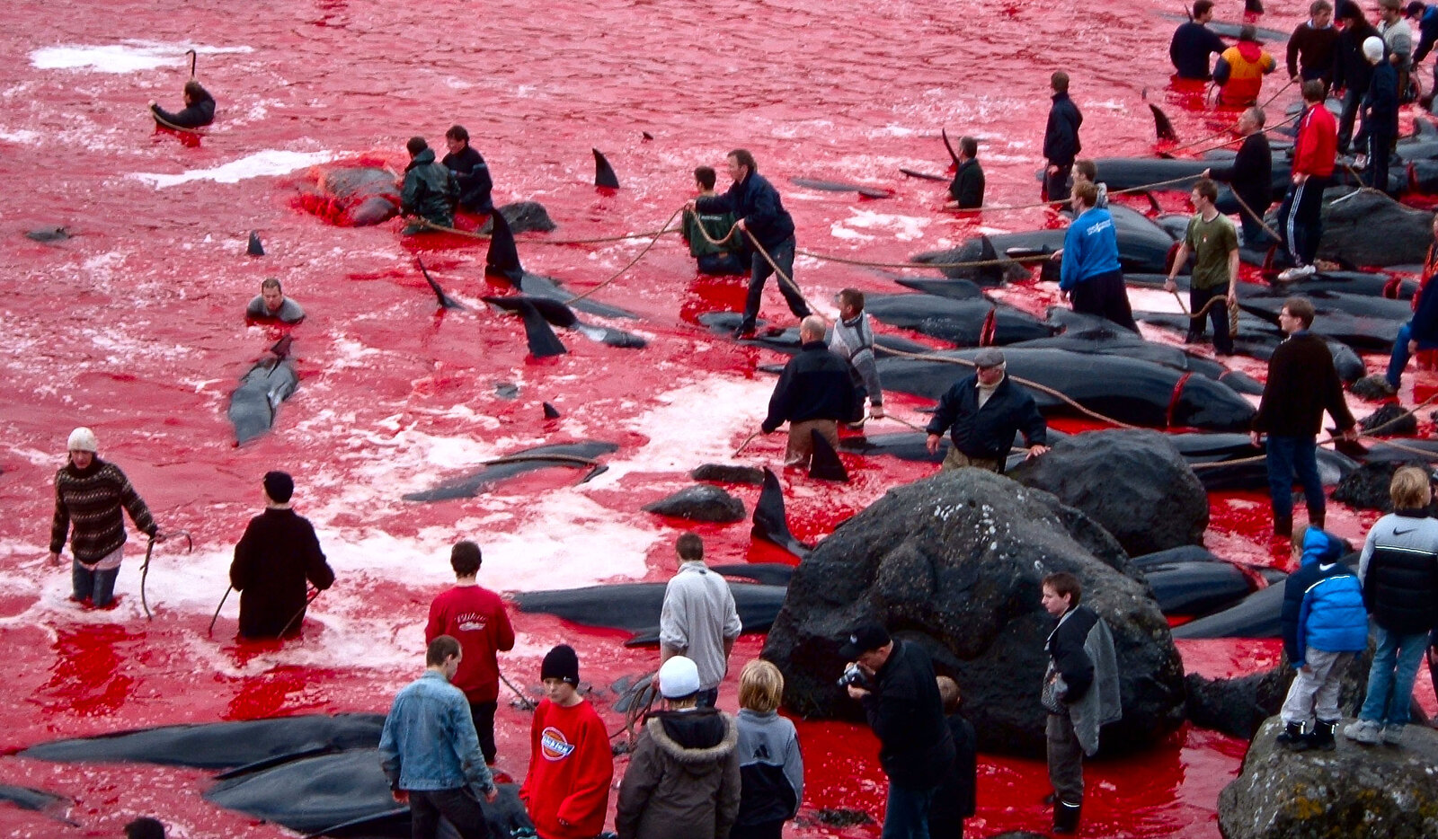 Ежегодное-массовое-убийство-дельфинов-в-Дании-у-берегов-Фарерских-островов.jpg