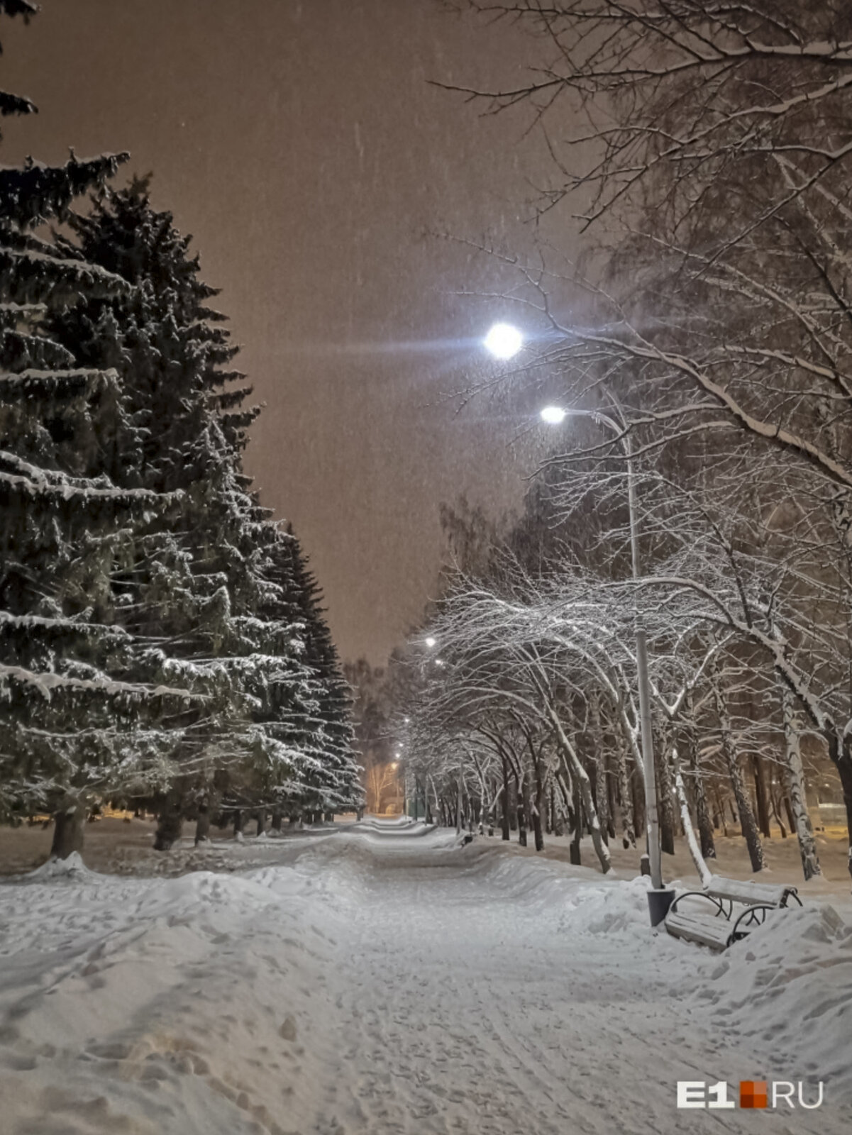 Чистый снег на зеленых елях в Парке Маяковского (1).jpg