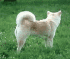 1275389891_the-quick-brown-fox-jumps-over-the-lazy-dog.gif