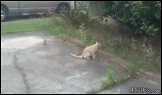 cat-catches-a-bird-who-is-attacking-him (1).gif