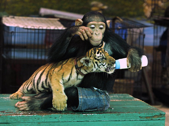 Chimp-Feeds-Tiger-Cub.jpg