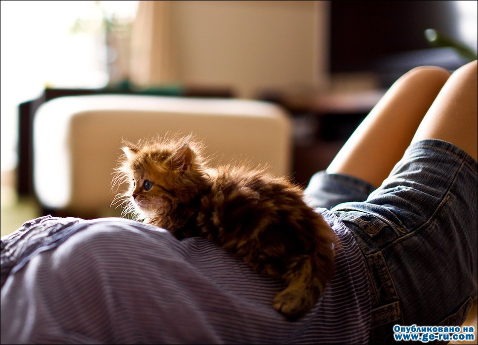 funny-kitten-017.jpg