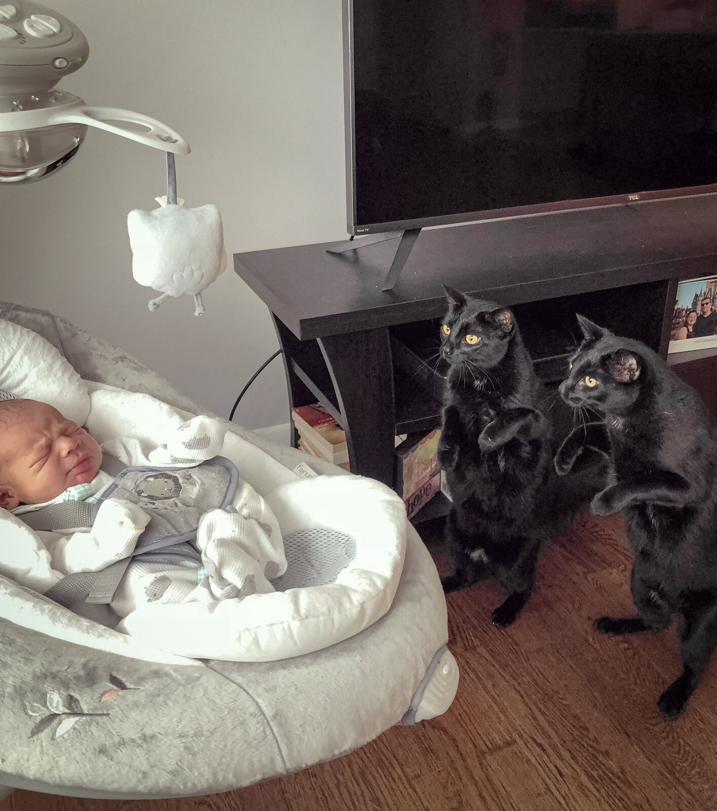 My twin cats meeting their new baby brother!_-2.jpg