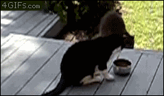 racoon+funny+video.gif