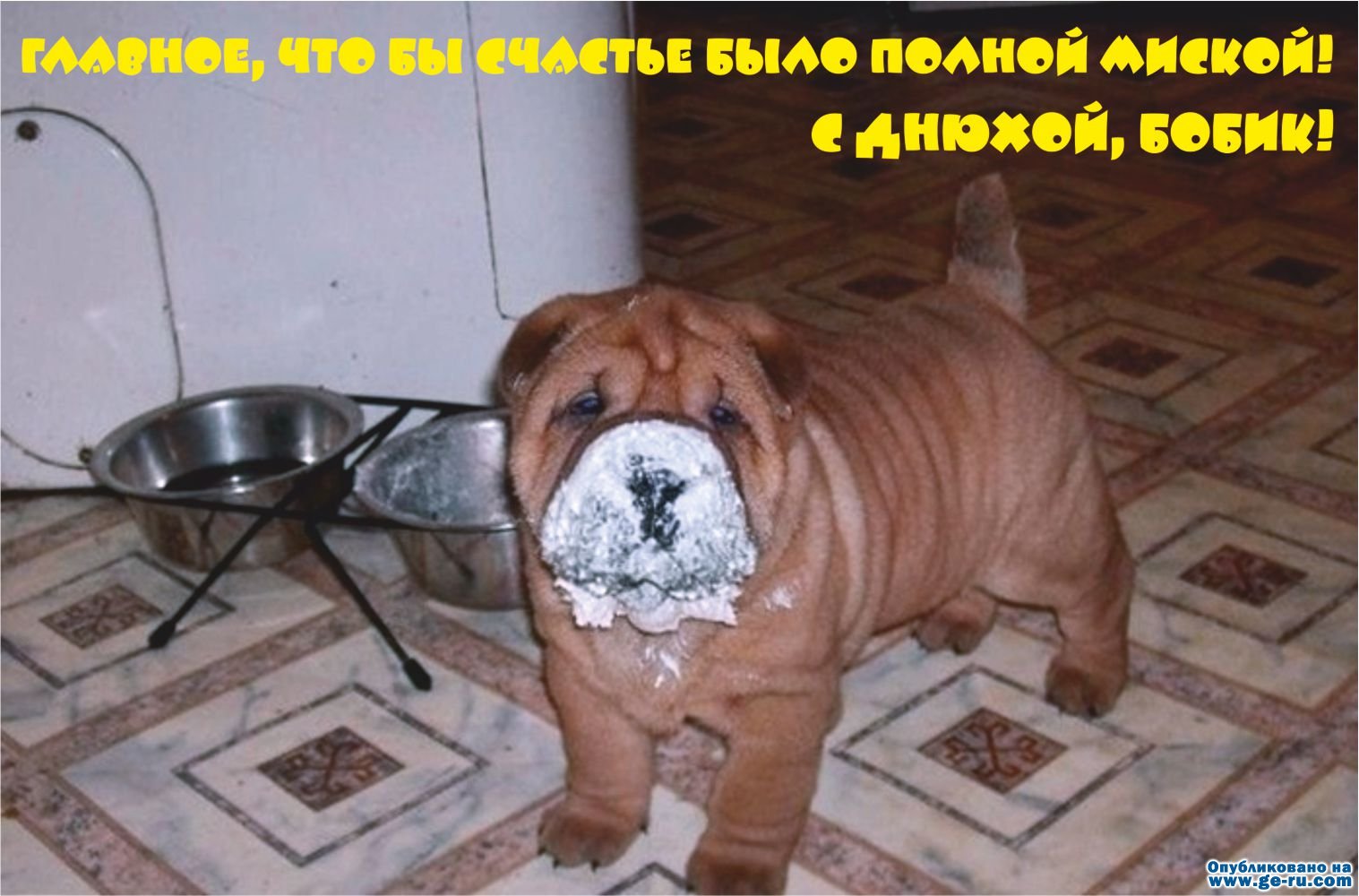 Миска для шарпея