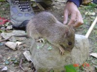 Philippine Forest Rat``Rattus everetti``.JPG