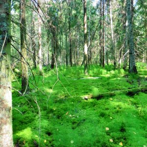 Пестовский район Новгородской области