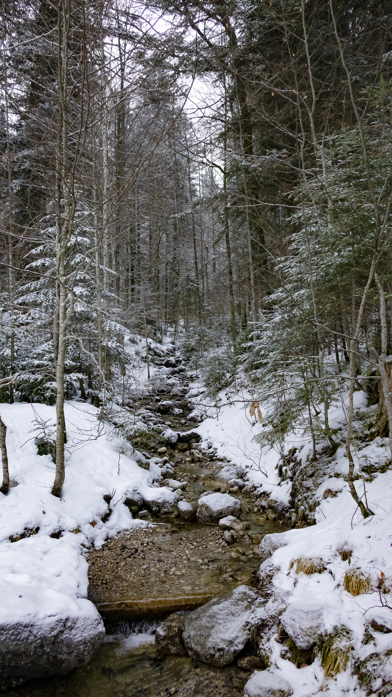 2018-02-18 Seefeld in Tirol.jpg