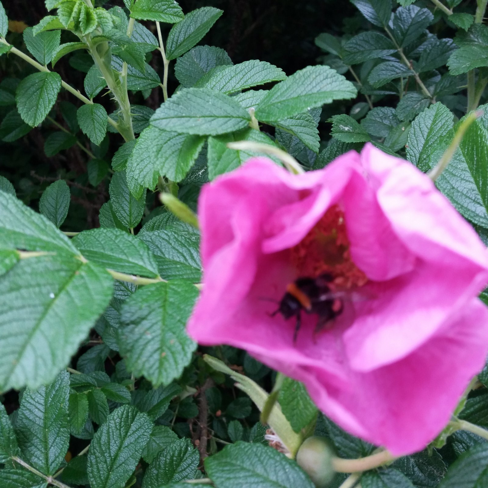 IMG_20170709_122724_180