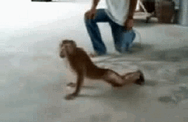 gifs_05.gif