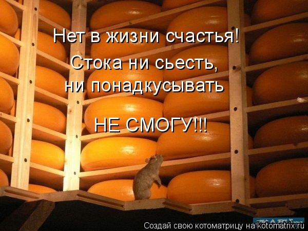 kotomatritsa_gO.jpg