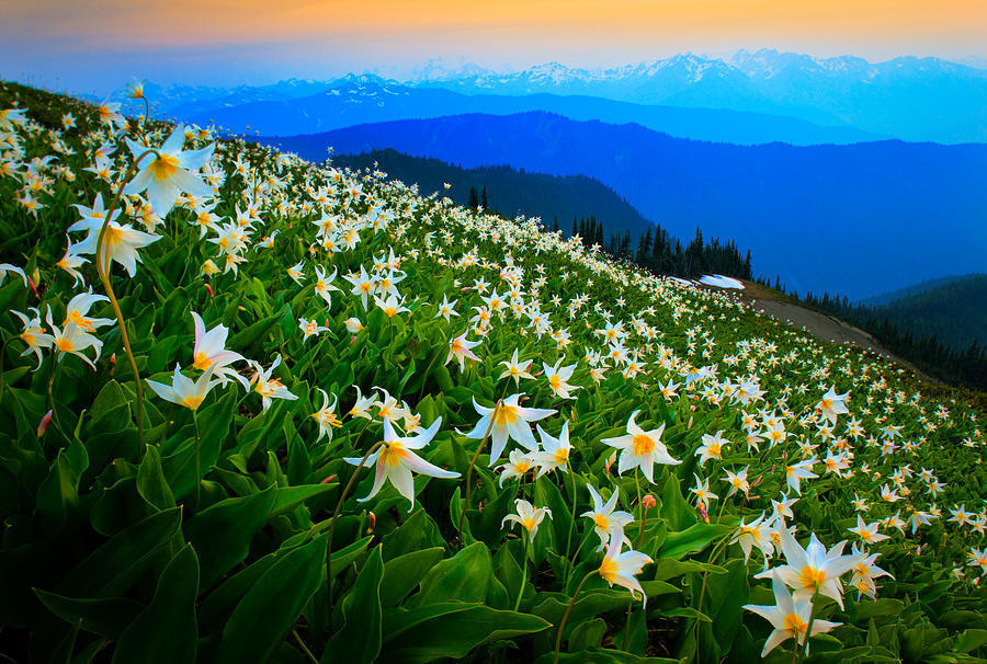 field-of-avalanche-lilies-inge-johnsson.jpg